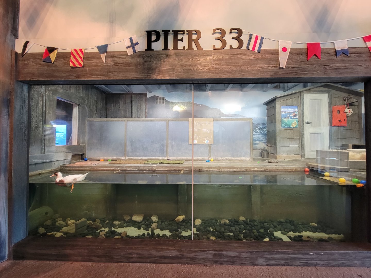 Columbus Zoo - Animal Encounters Village water exhibit, currently holding domestic duck
