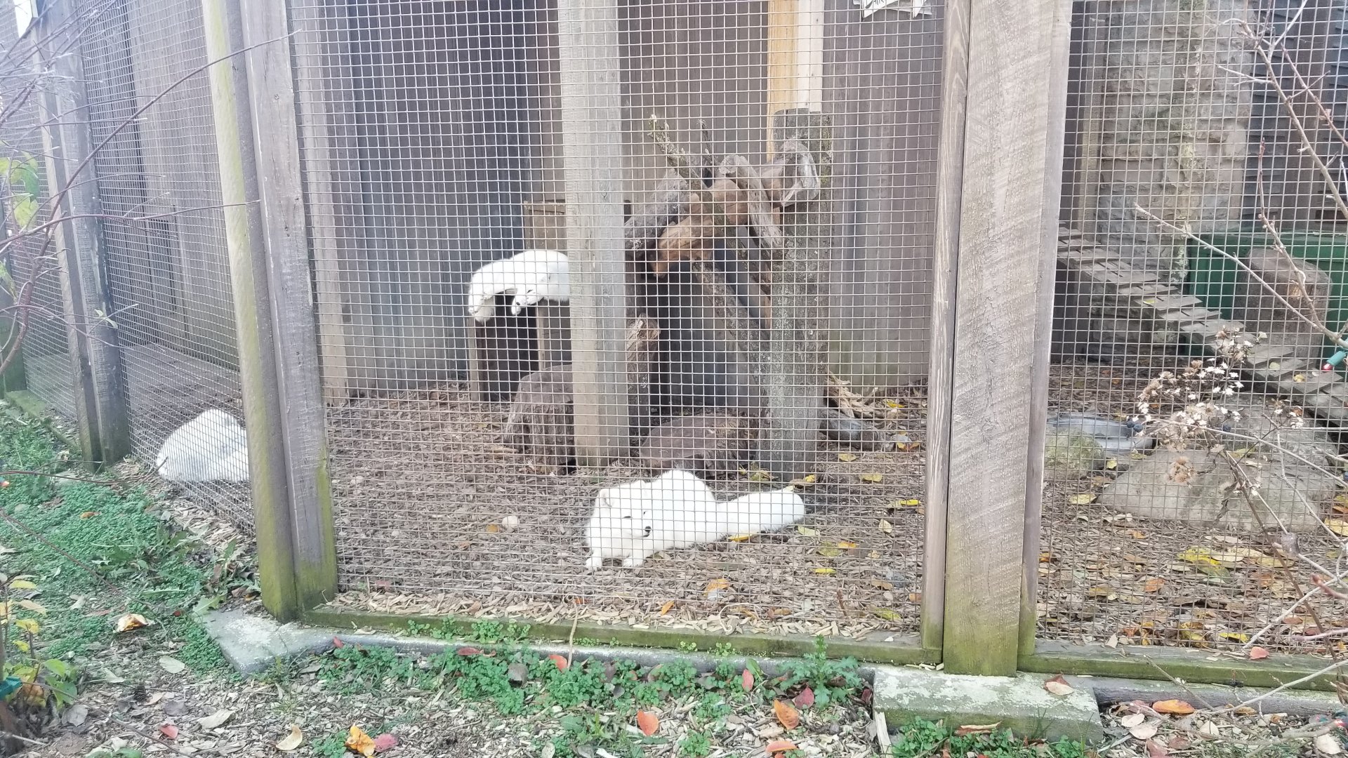 Columbus Zoo - Arctic foxes