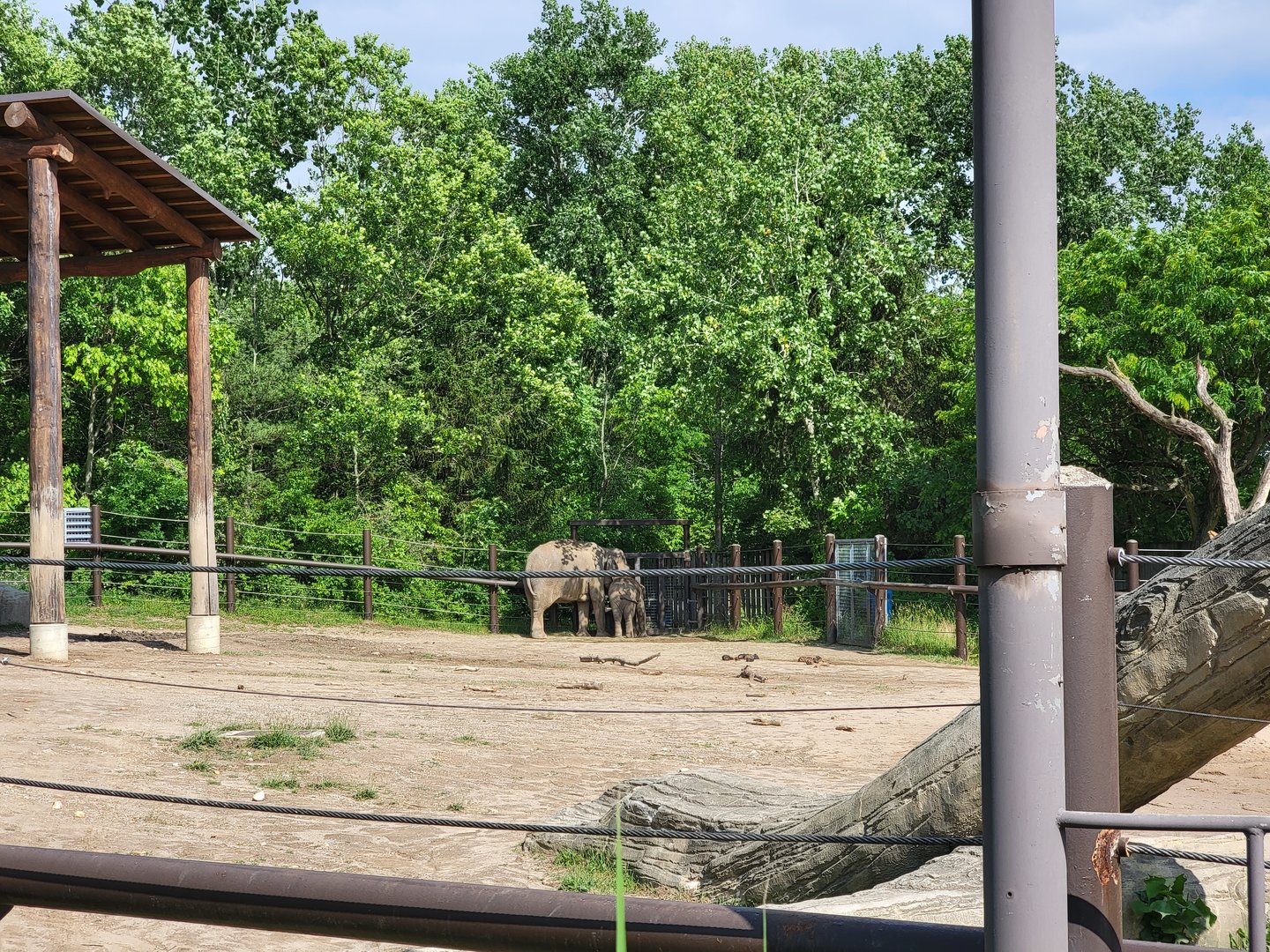 Columbus Zoo - Asia Quest, Asian elephants