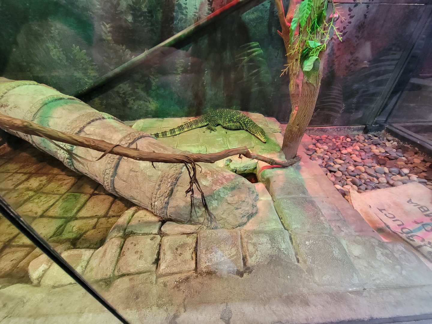 Columbus Zoo - Asia Quest, Asian water monitor