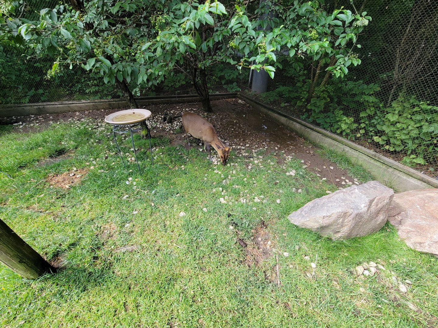 Columbus Zoo - Asia Quest Aviary, male Reeve's muntjac