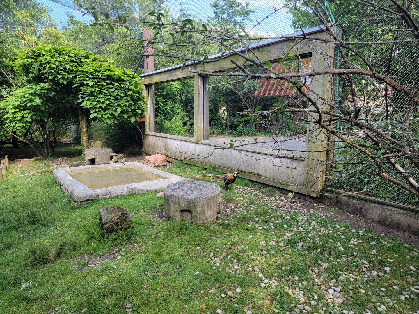 Columbus Zoo - Asia Quest Aviary, male Reeve's pheasant known for trying to escape and biting legs