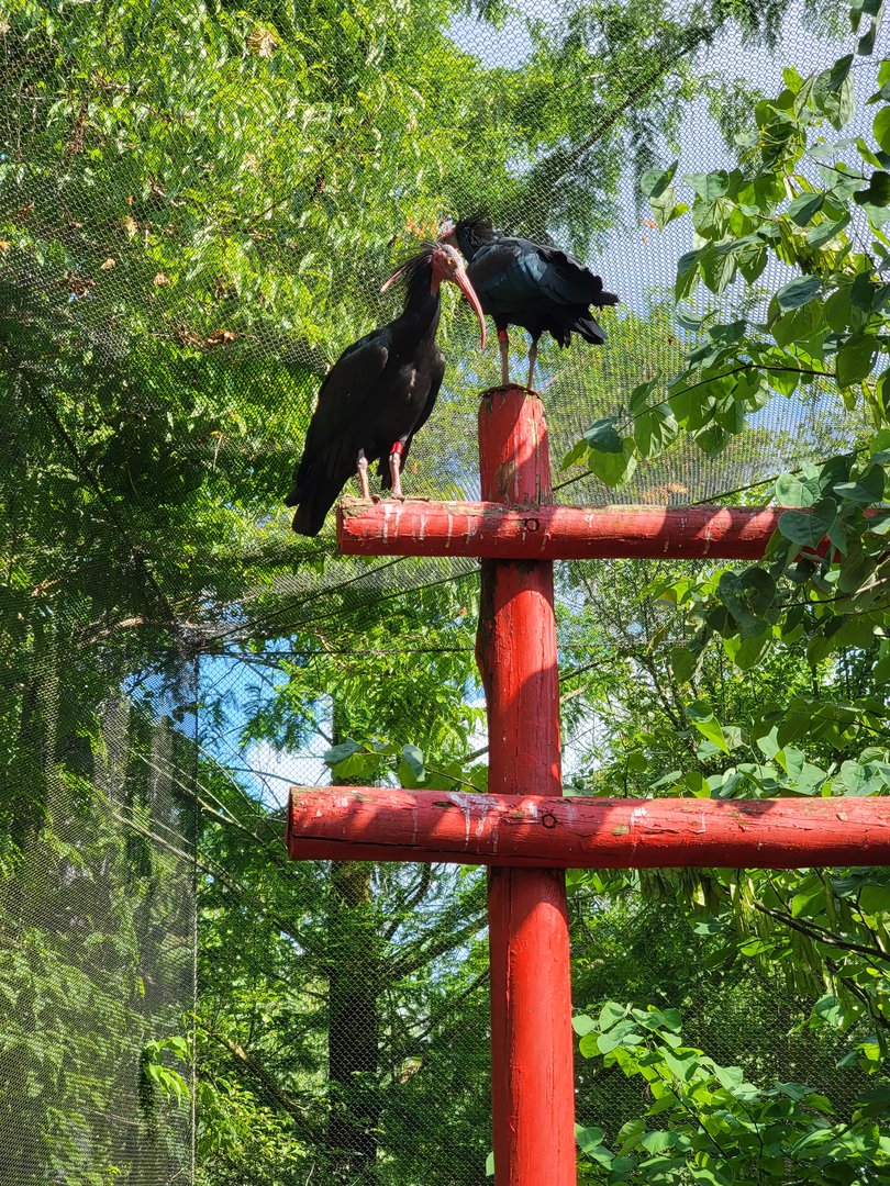 Columbus Zoo - Asia Quest Aviary, Noisy ibises