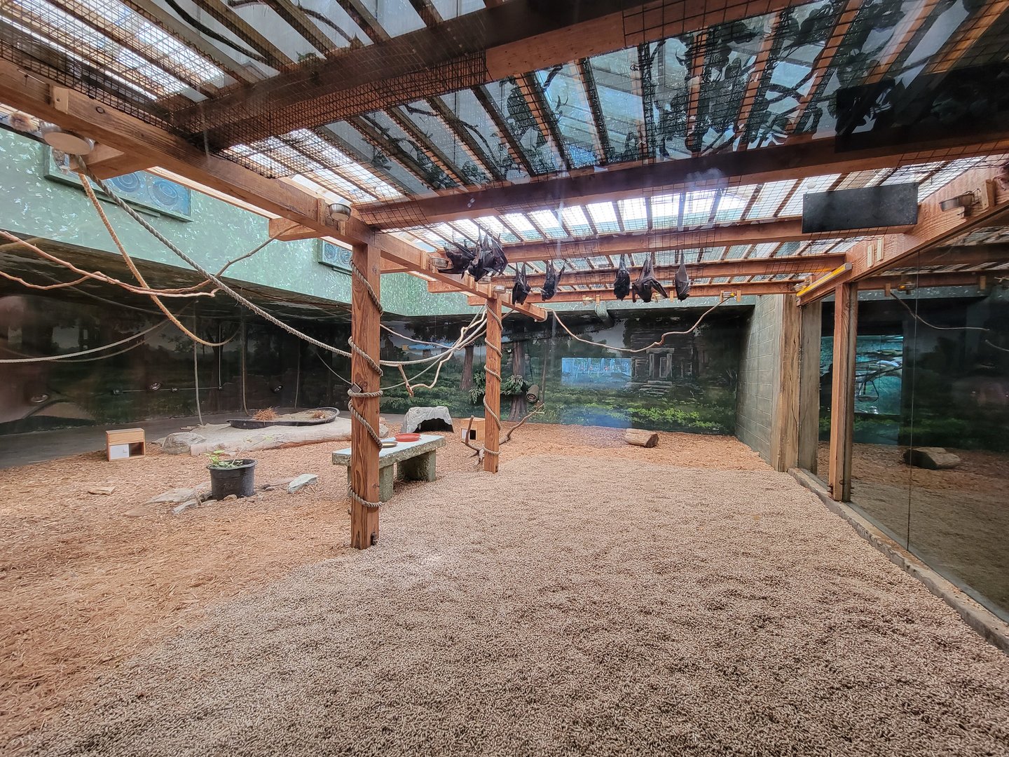 Columbus Zoo - Asia Quest, Bats and chevrotain exhibit