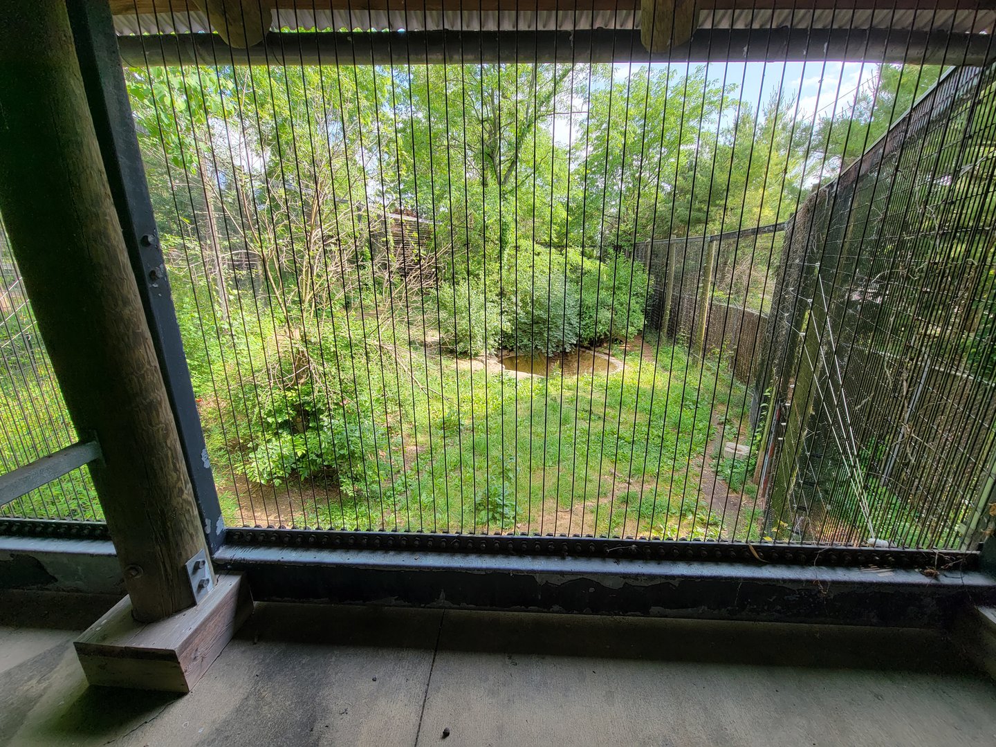 Columbus Zoo - Asia Quest, Cheetah (formerly tiger)