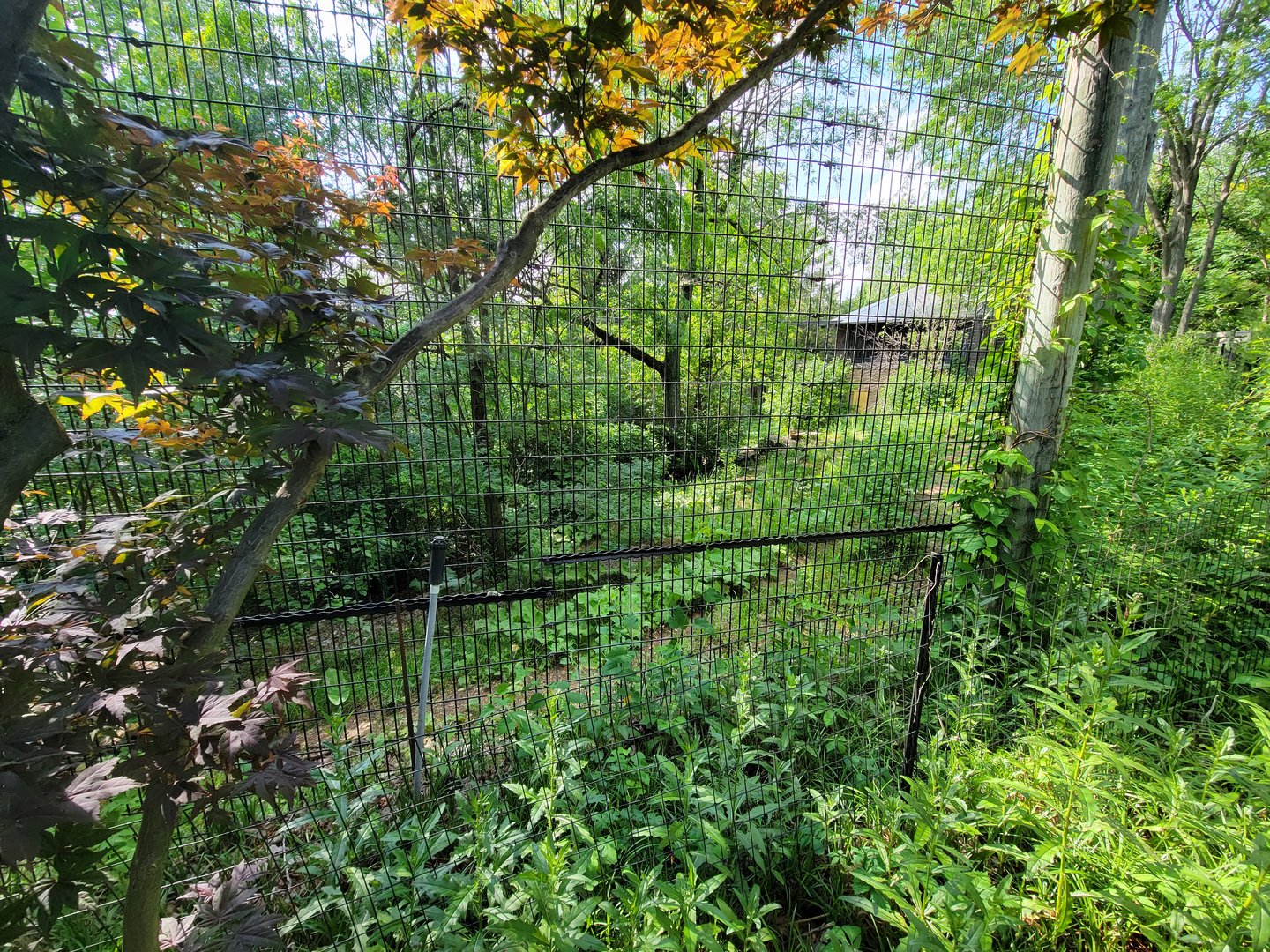 Columbus Zoo - Asia Quest, Cheetah (formerly tiger)