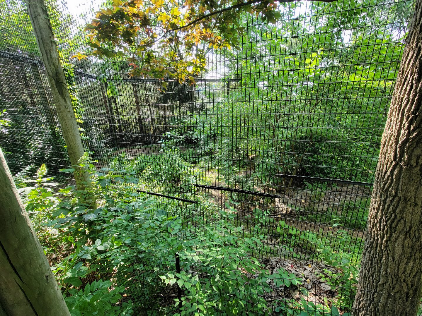 Columbus Zoo - Asia Quest, Cheetah (formerly tiger)