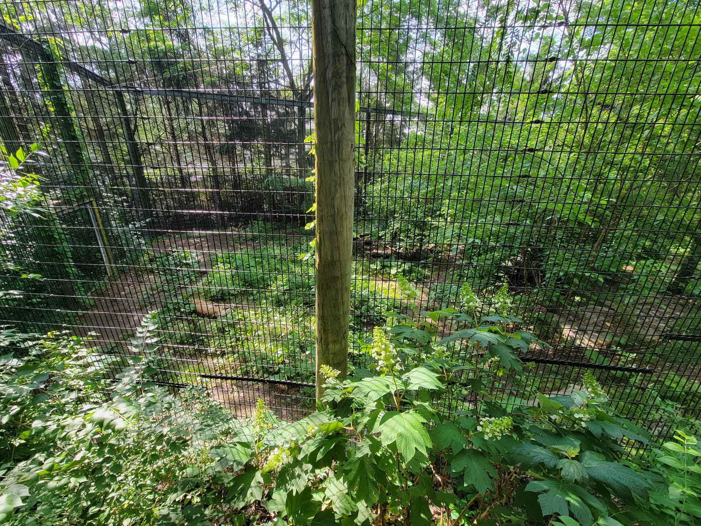 Columbus Zoo - Asia Quest, Cheetah (formerly tiger)