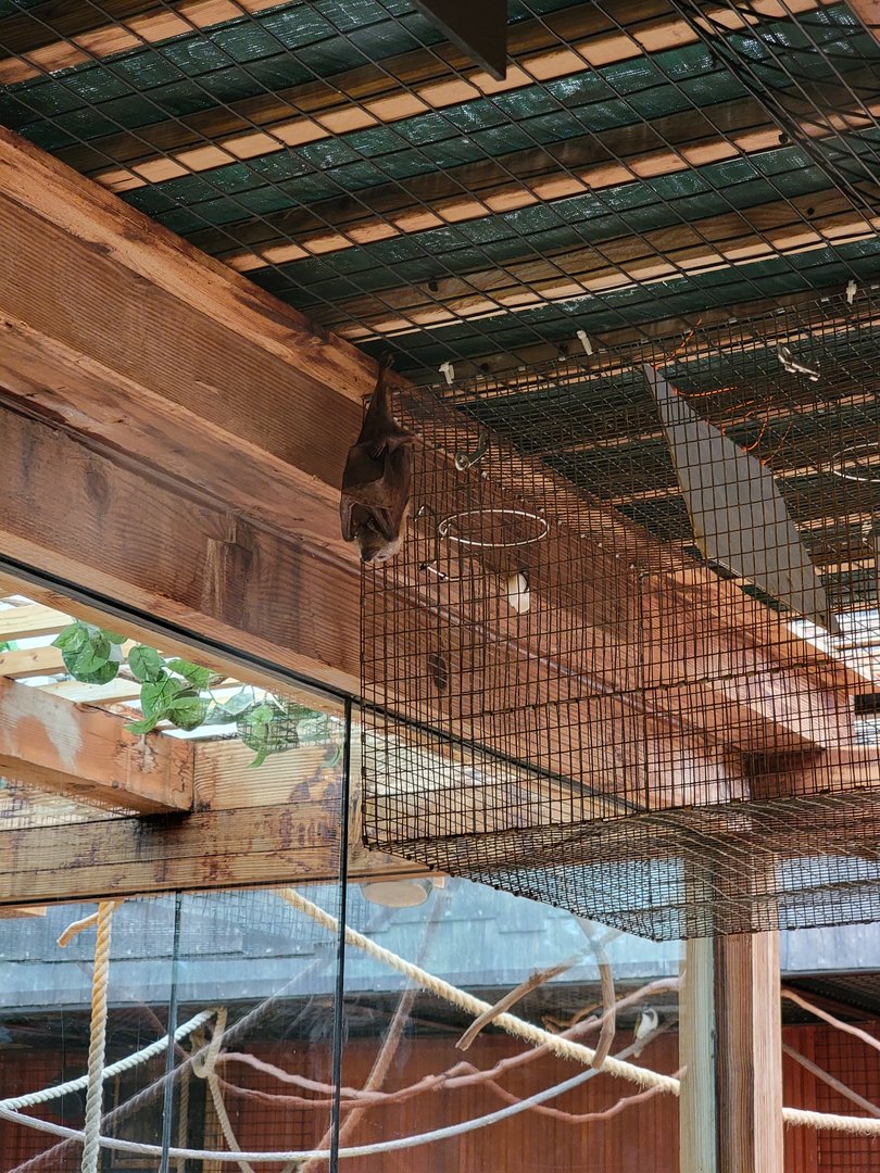 Columbus Zoo - Asia Quest, One golden-mantled flying fox
