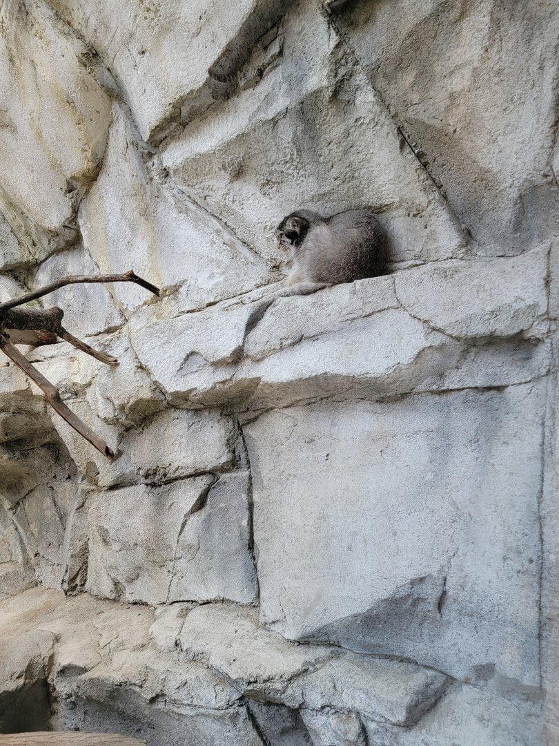 Columbus Zoo - Asia Quest, Pallas's cat