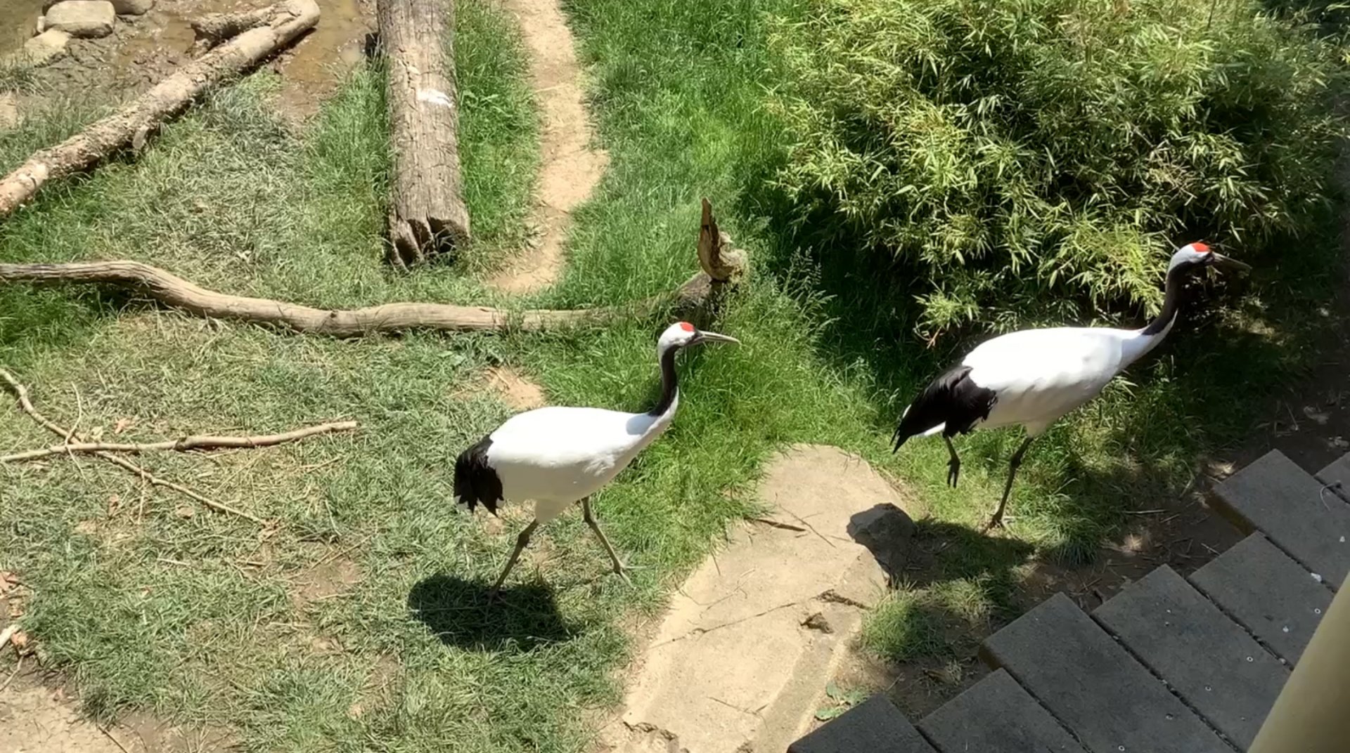 Columbus Zoo - Asia Quest - Red Crowned Crane exhibit.