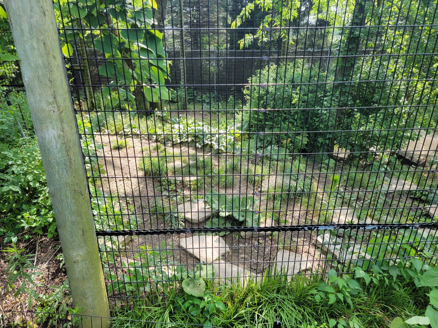 Columbus Zoo - Asia Quest, Red-crowned cranes (and cottontails!)