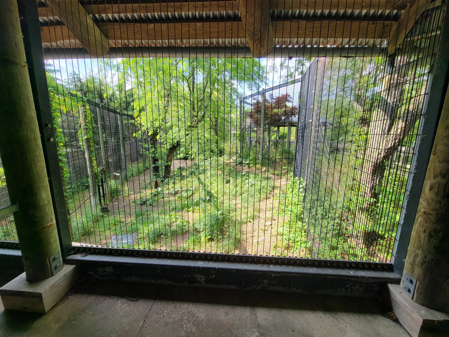 Columbus Zoo - Asia Quest, Red-crowned cranes