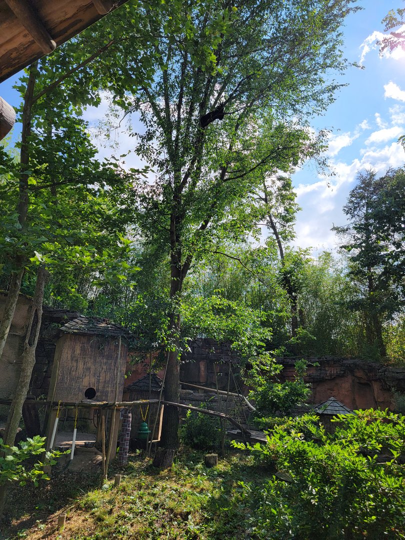 Columbus Zoo - Asia Quest, Red pandas