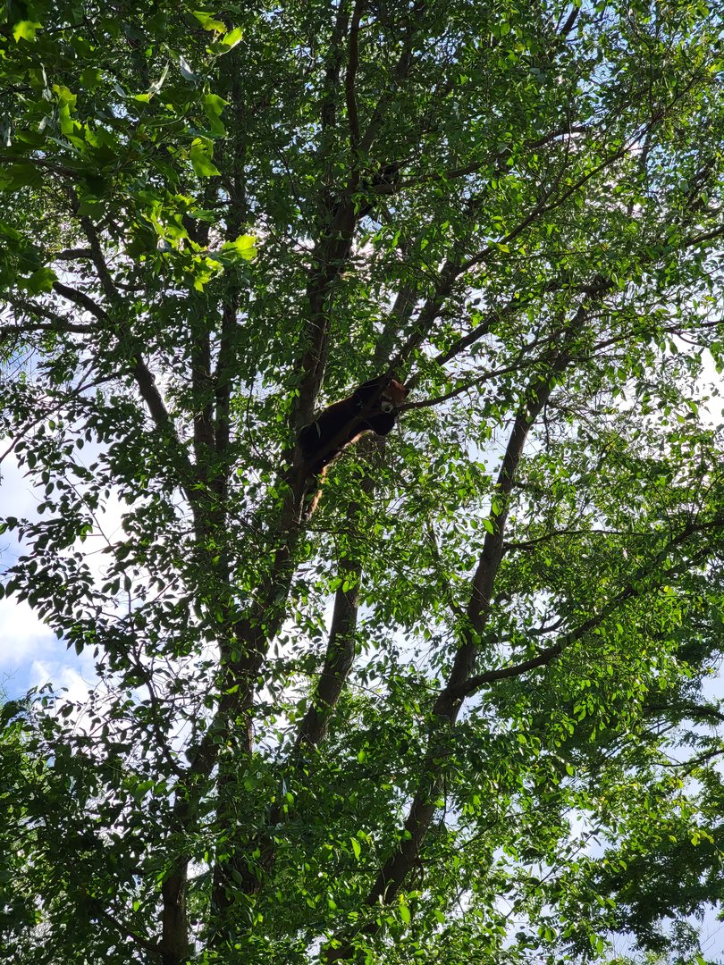 Columbus Zoo - Asia Quest, Red pandas