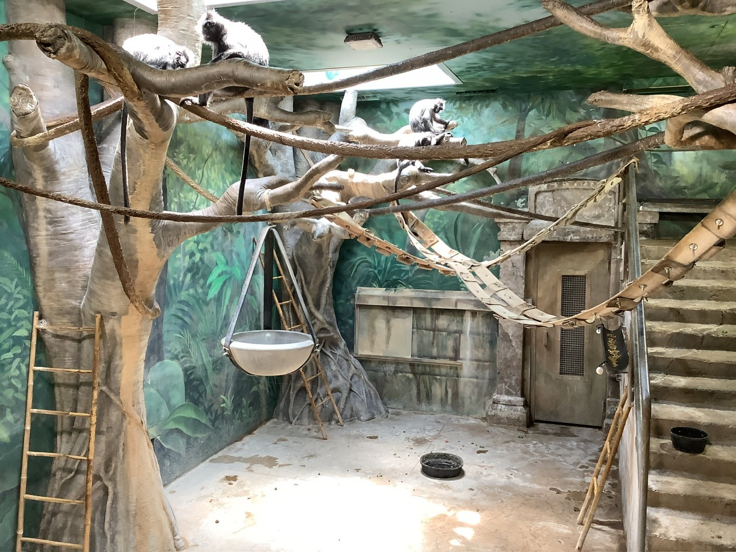 Columbus Zoo - Asia Quest - Silvered Leaf Langur indoor exhibit