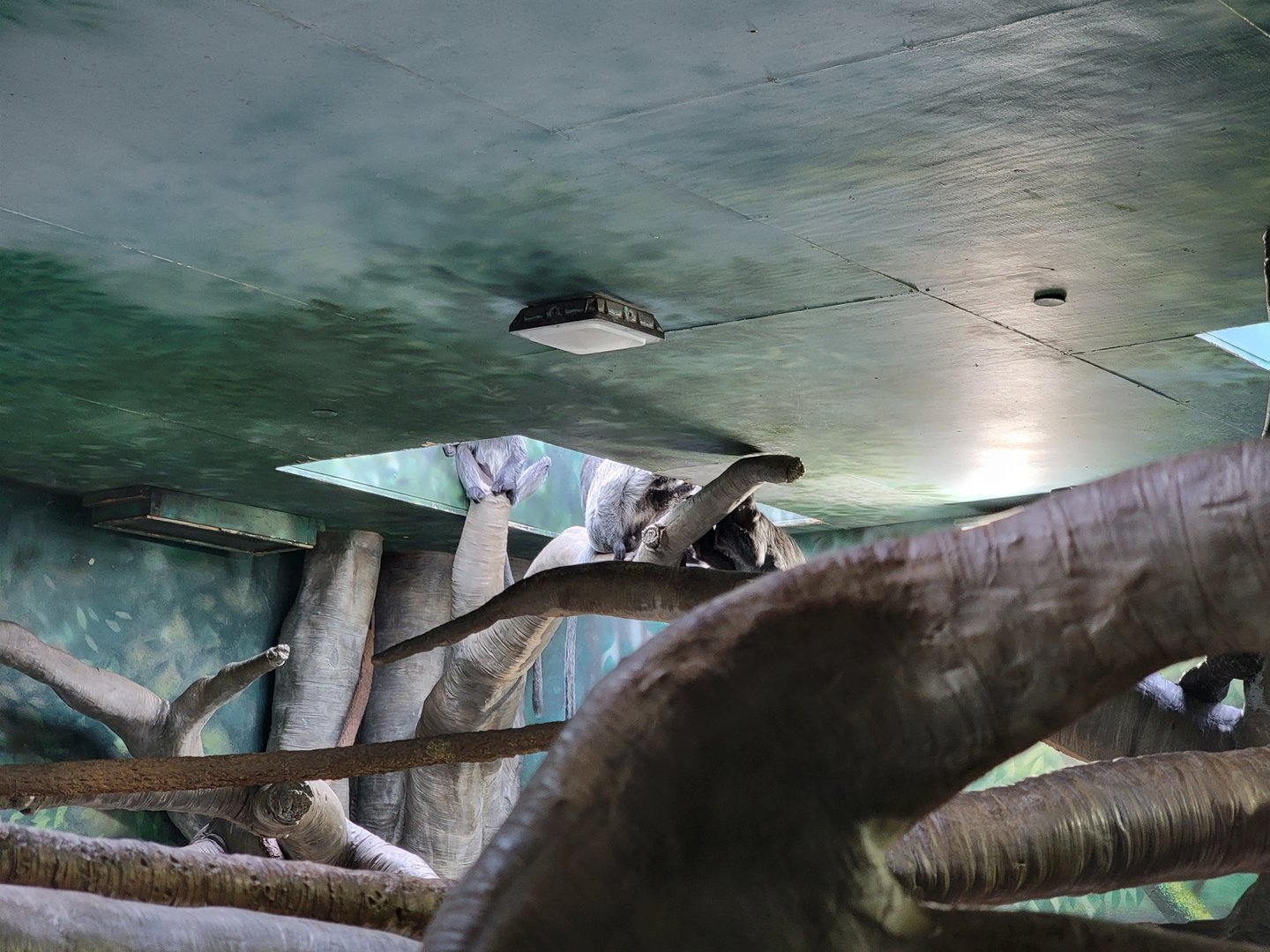 Columbus Zoo - Asia Quest, Silvered leaf monkey indoors getting some sun :)