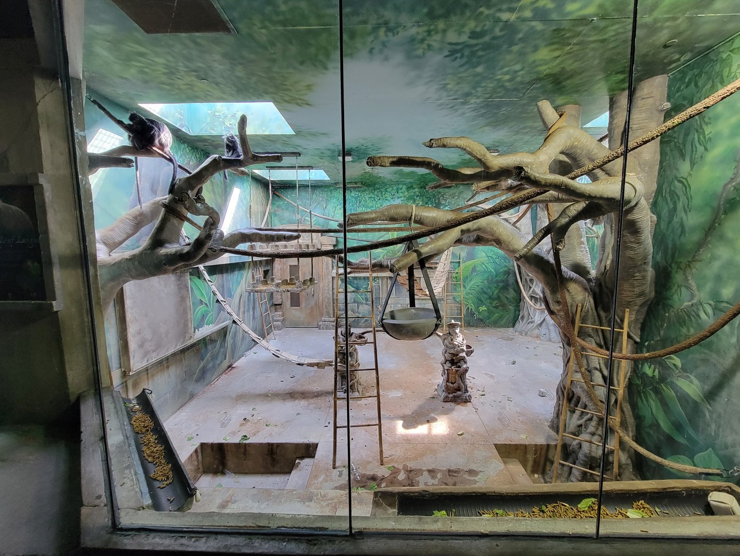 Columbus Zoo - Asia Quest, Silvered leaf monkey indoors