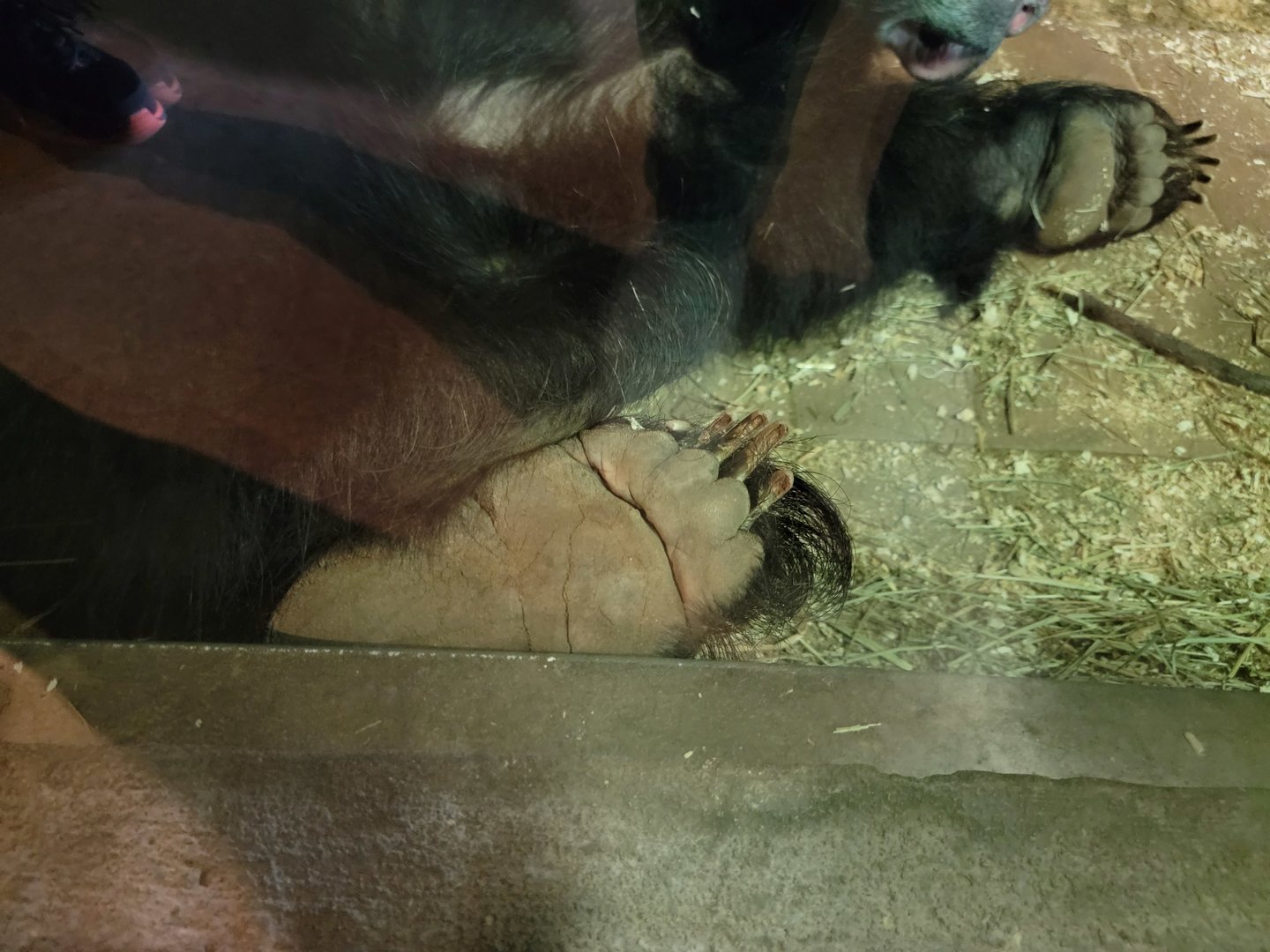 Columbus Zoo - Asia Quest, Sloth bear foot