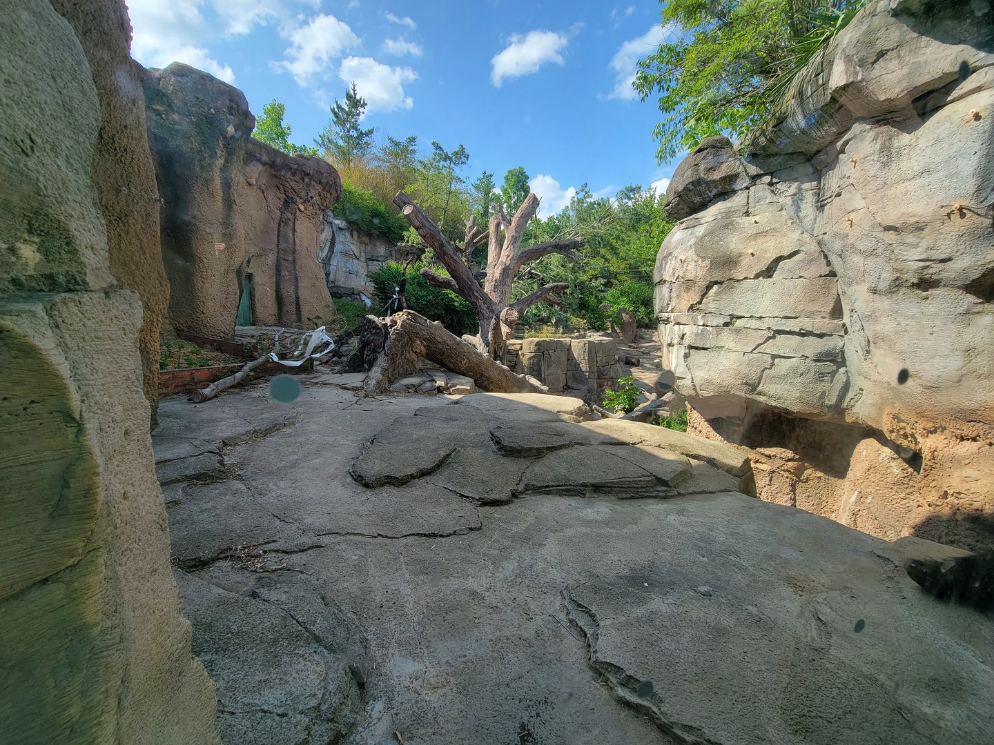 Columbus Zoo - Asia Quest, Sloth bear outdoors