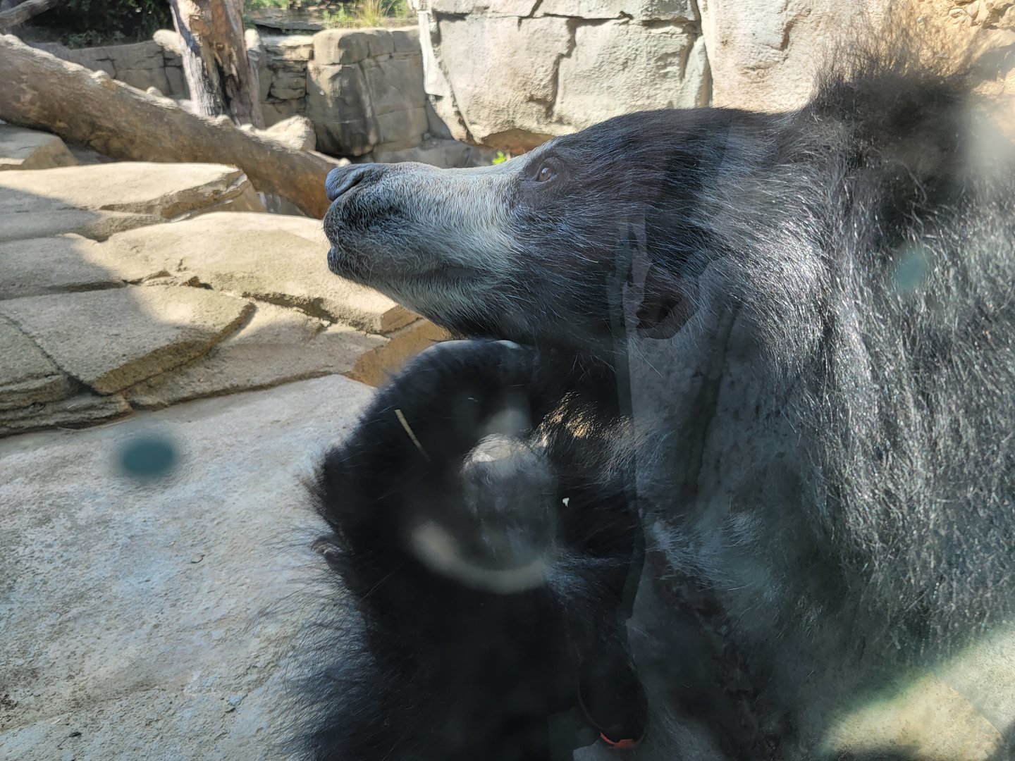 Columbus Zoo - Asia Quest, Sloth bear outdoors