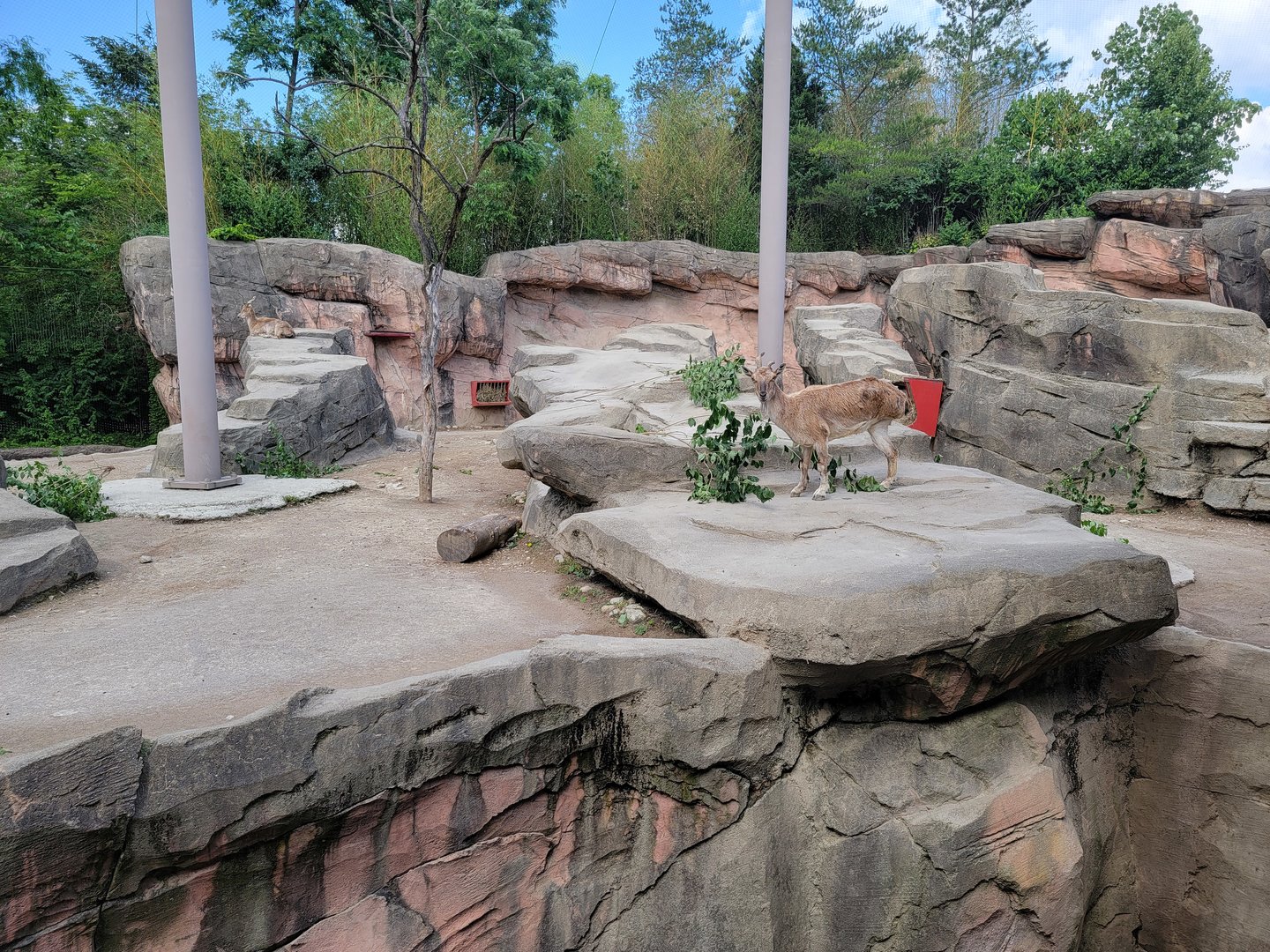 Columbus Zoo - Asia Quest, Three-legged Markhor