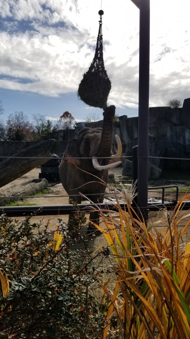 Columbus Zoo - Asian elephant