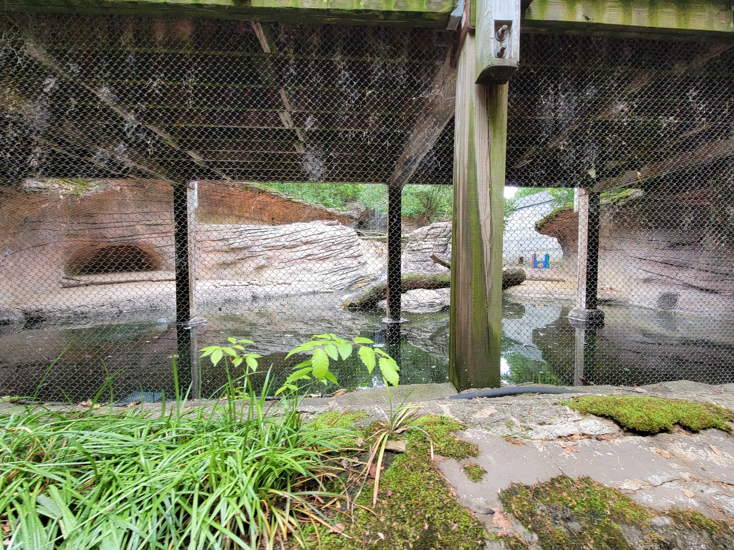 Columbus Zoo - Asian small-clawed otters from boat ride