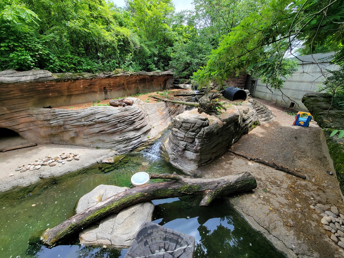 Columbus Zoo - Asian small-clawed otters