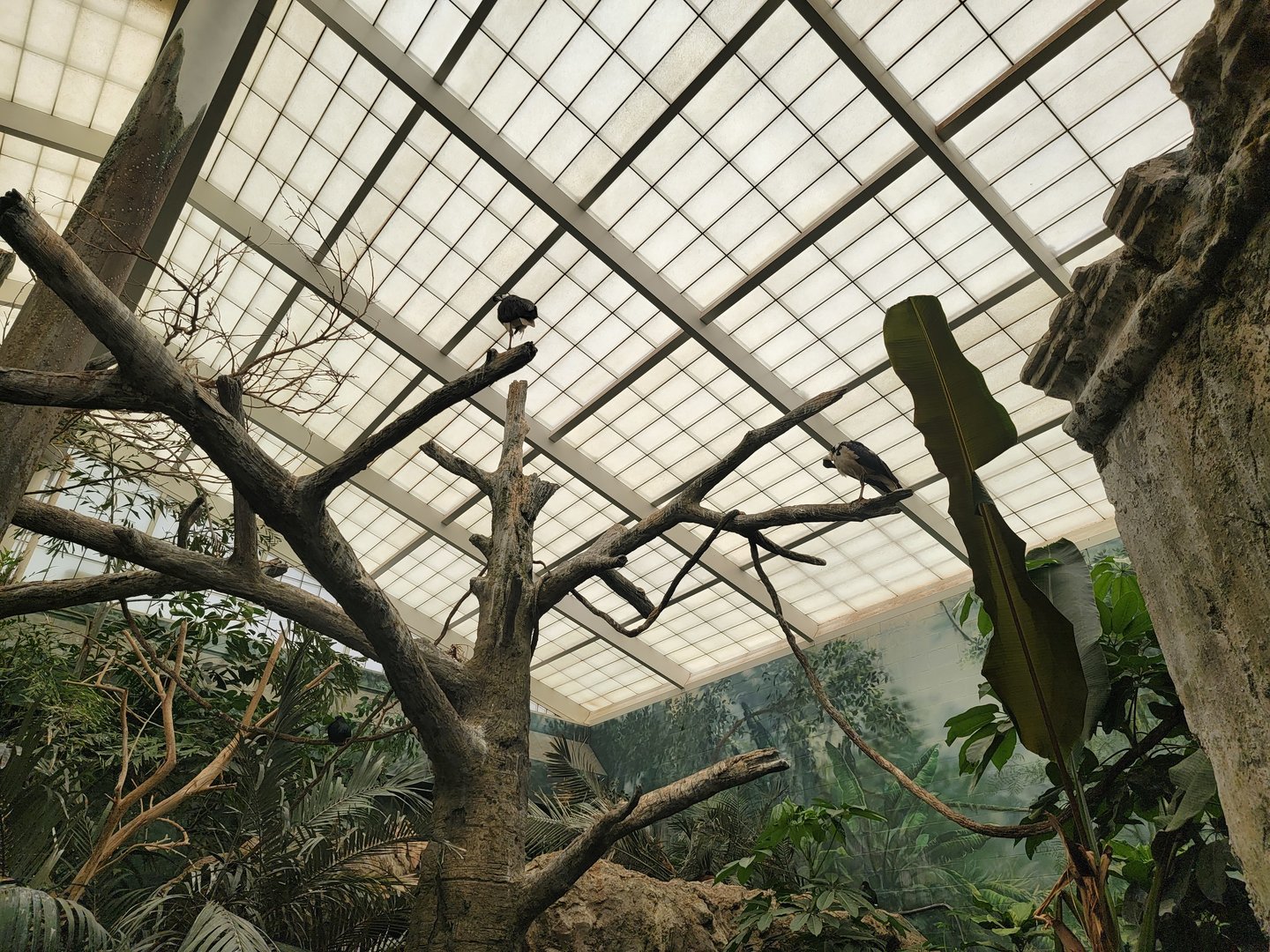 Columbus Zoo - Australia Aviary