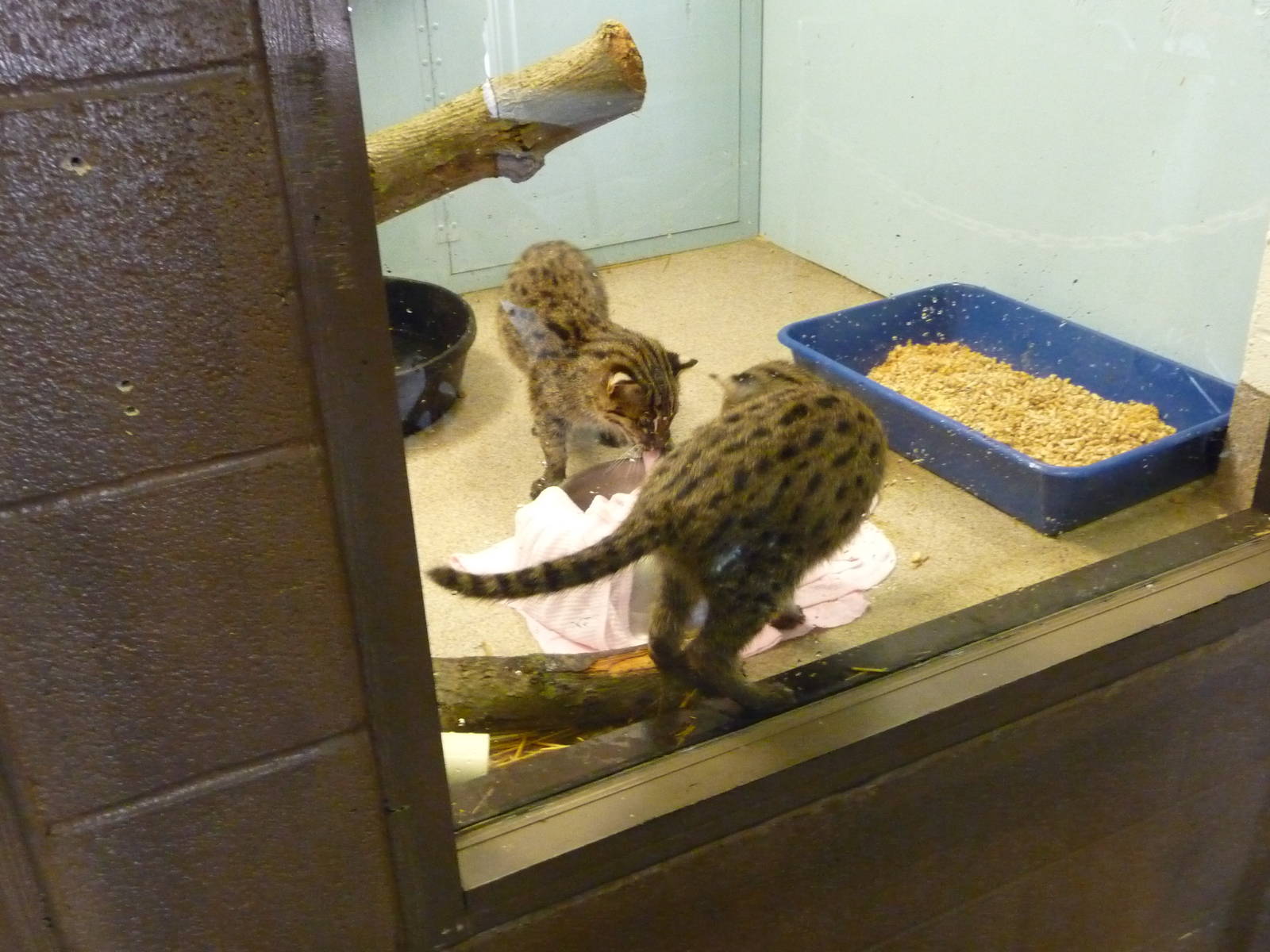 Columbus Zoo - Baby fishing cats