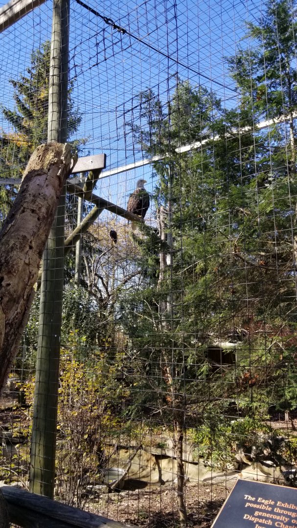 Columbus Zoo - Bald eagle