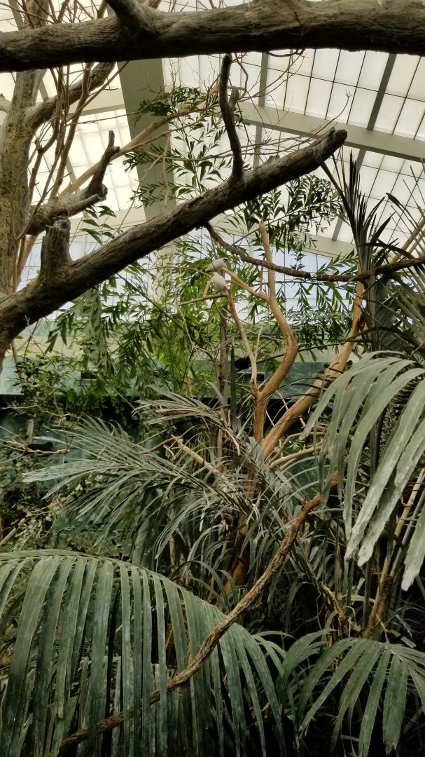 Columbus Zoo - Bali mynah, Australia aviary