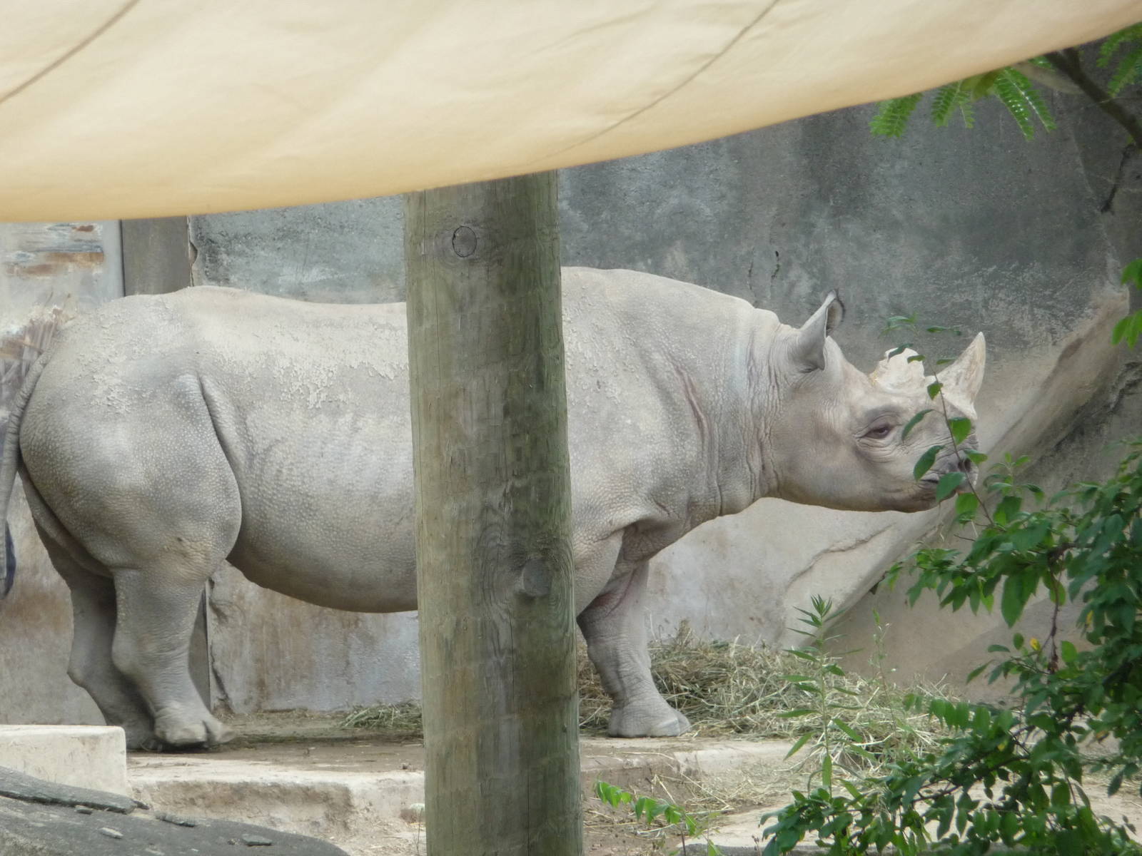 Columbus Zoo - Black rhino