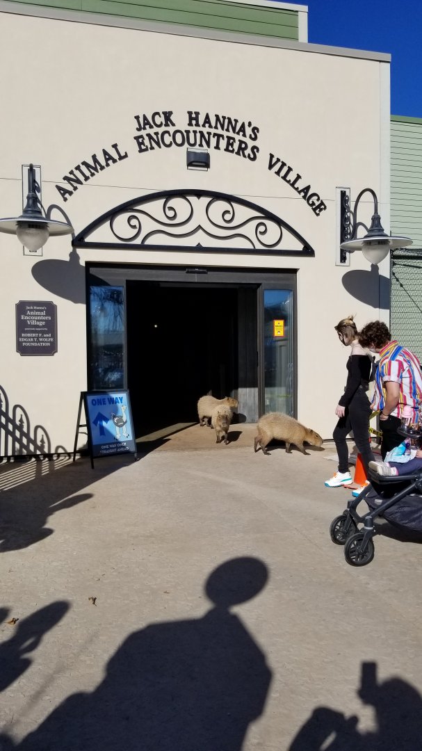 Columbus Zoo - Capybara parade