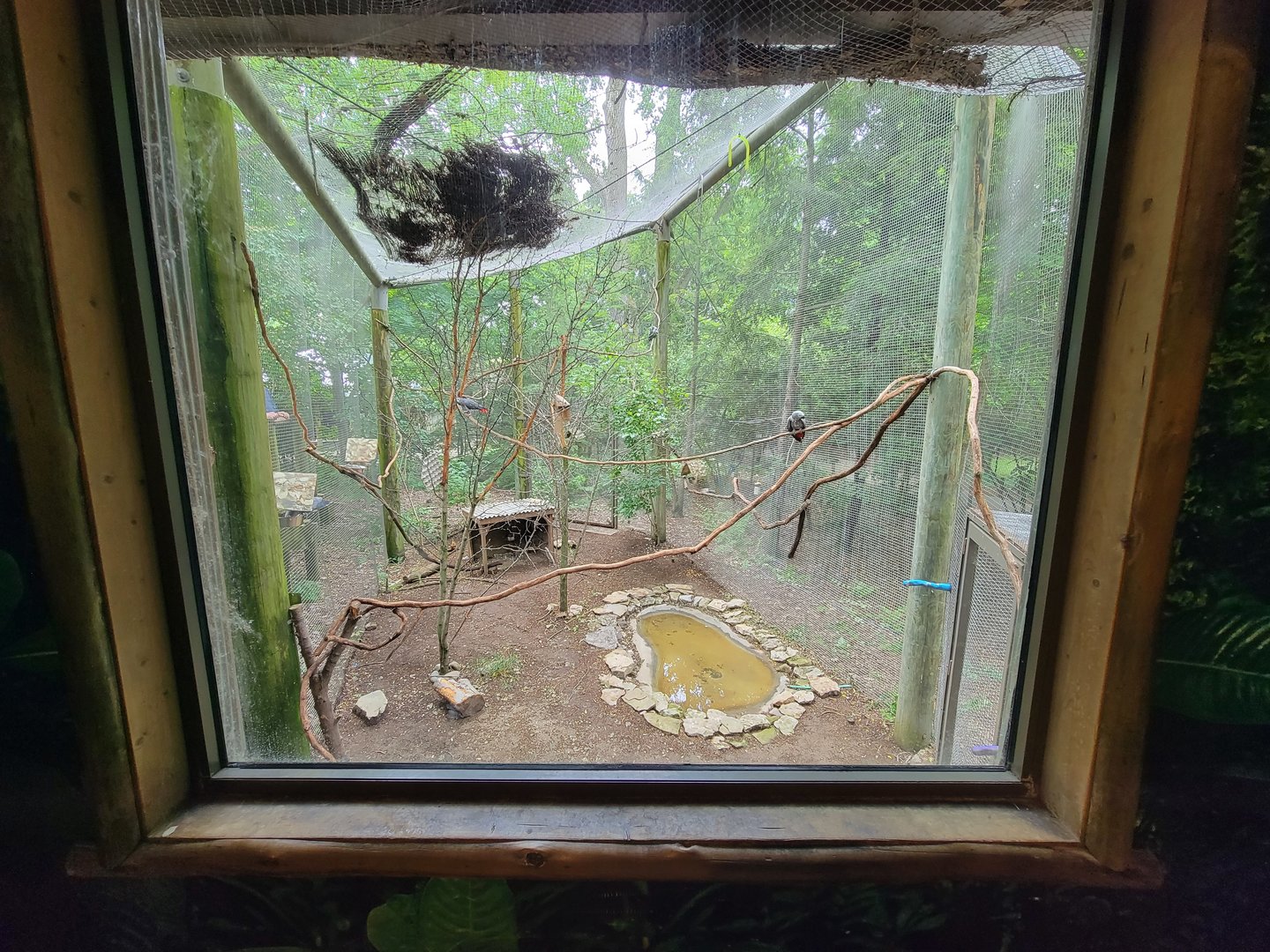 Columbus Zoo - Congo Expedition, African grey parrots window