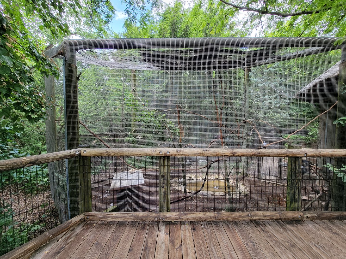 Columbus Zoo - Congo Expedition, African grey parrots