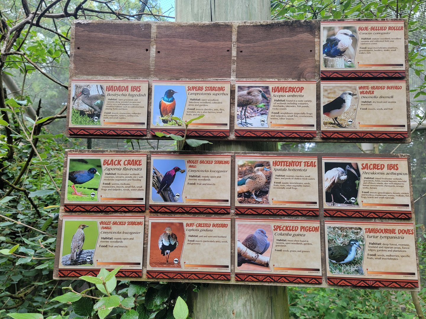 Columbus Zoo - Congo Expedition, Aviary species