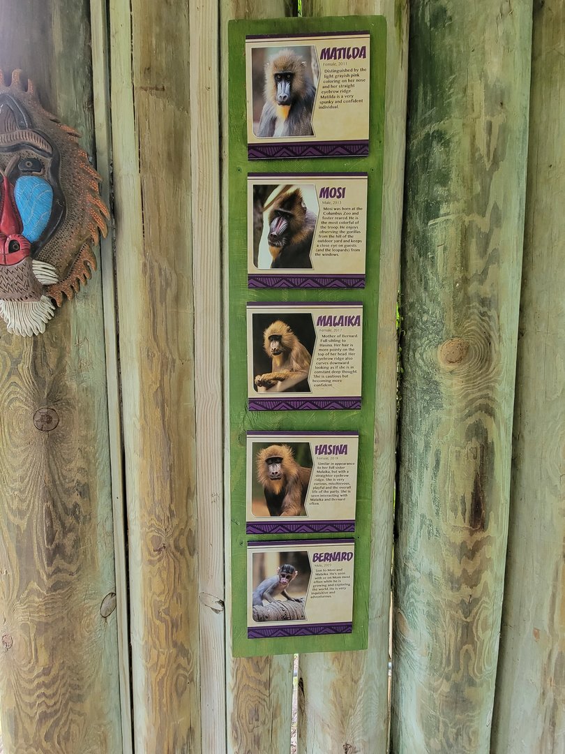 Columbus Zoo - Congo Expedition, Current mandrill family, minus the very new baby