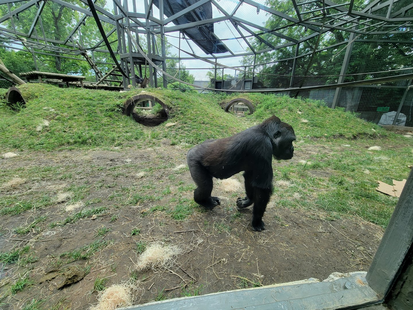 Columbus Zoo - Congo Expedition, Gorillas