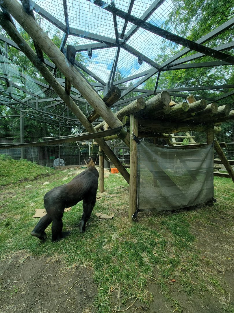 Columbus Zoo - Congo Expedition, Gorillas
