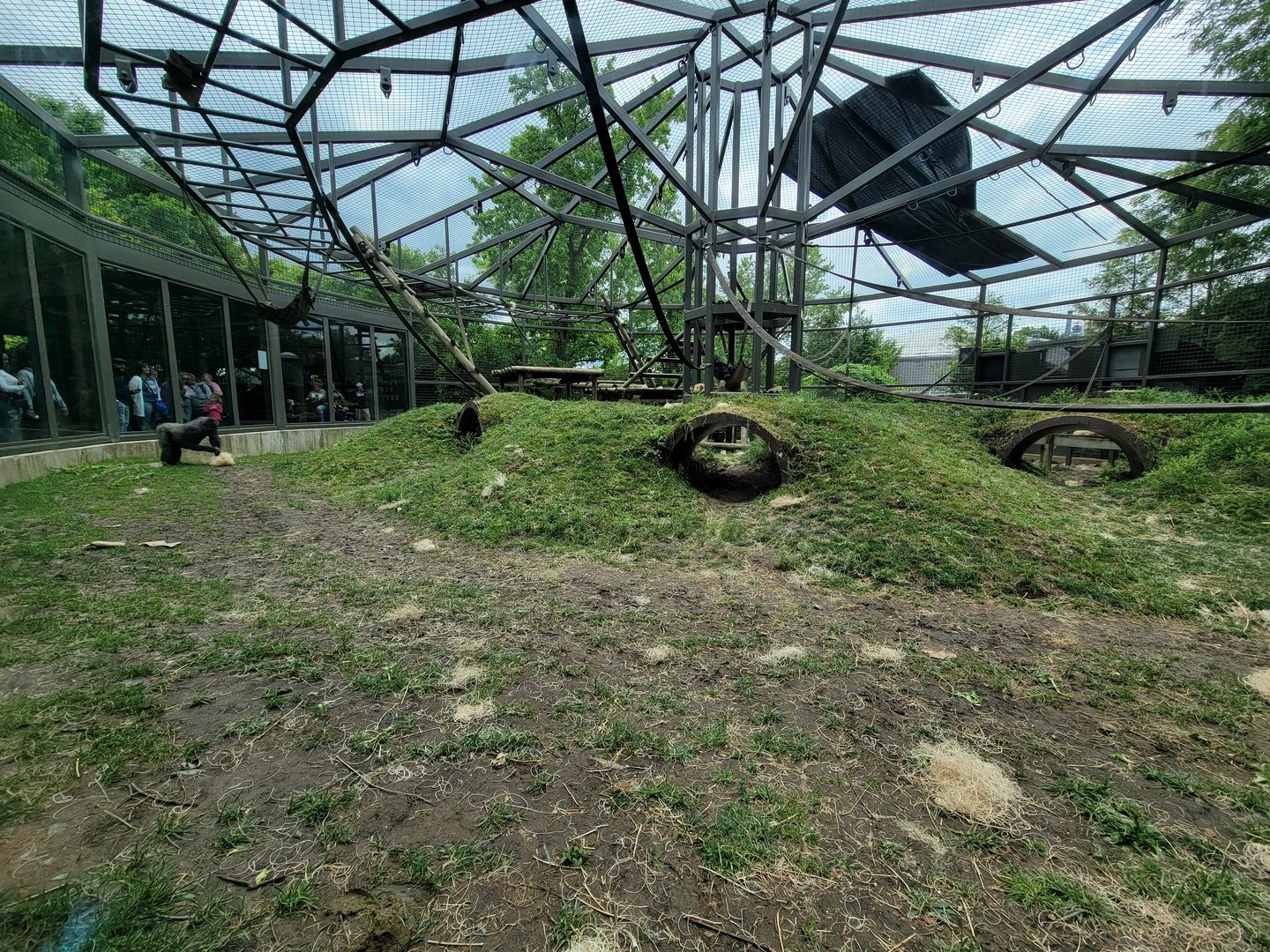 Columbus Zoo - Congo Expedition, Gorillas