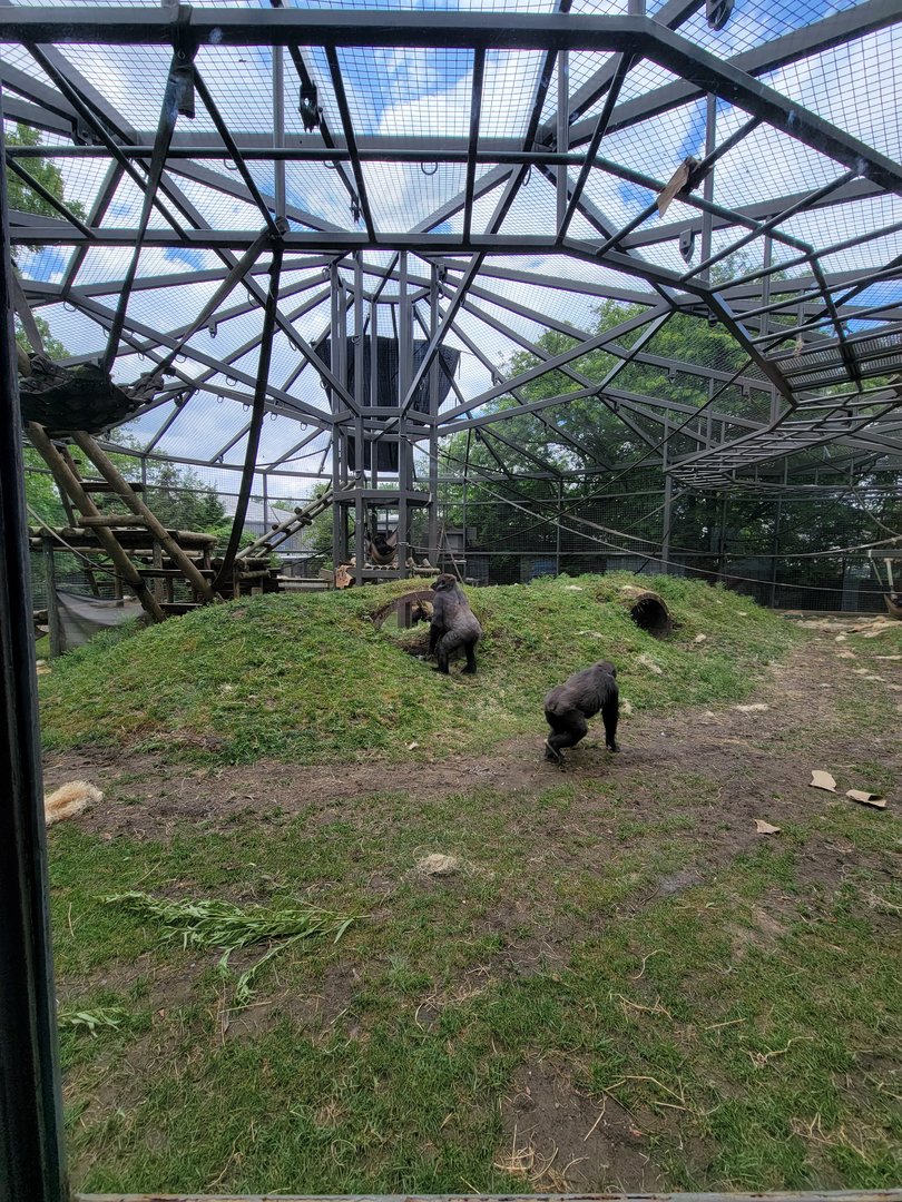 Columbus Zoo - Congo Expedition, Gorillas