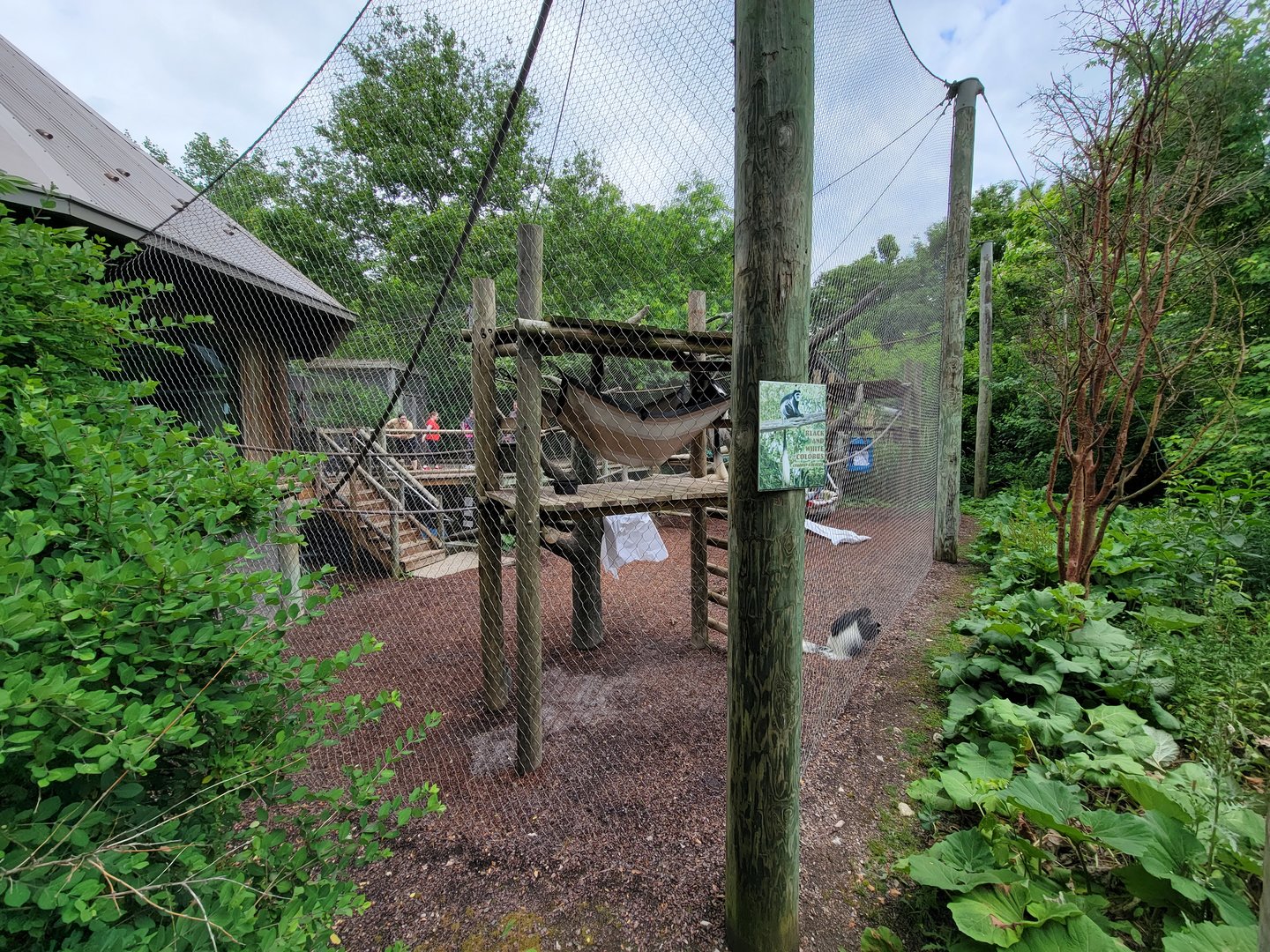 Columbus Zoo - Congo Expedition, Guereza
