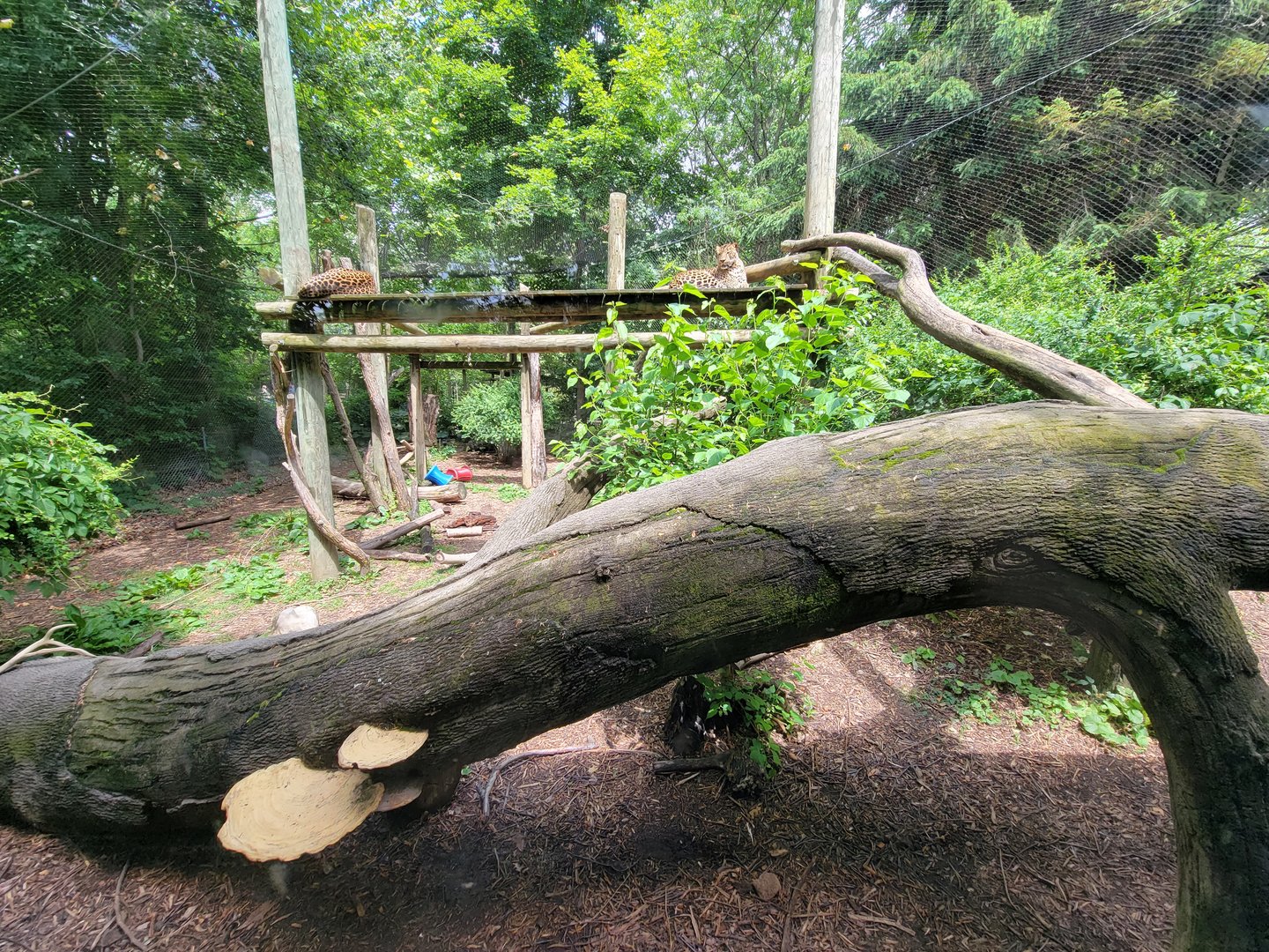 Columbus Zoo - Congo Expedition, Leopards