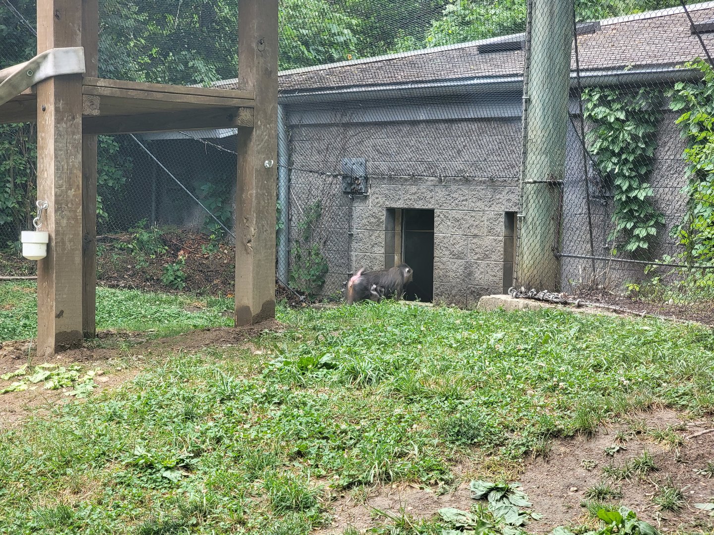 Columbus Zoo - Congo Expedition, Mandrill mom and new babyy