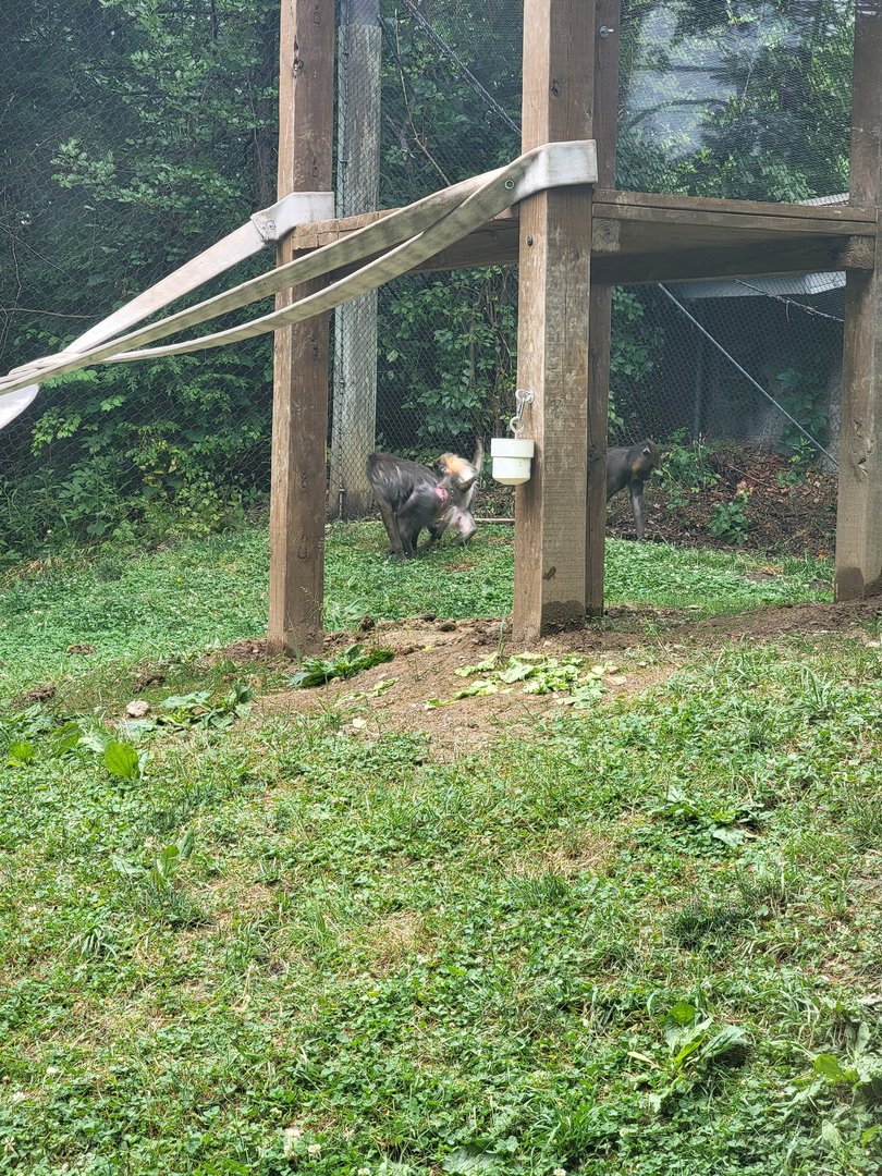 Columbus Zoo - Congo Expedition, Mandrills, Bernard being silly