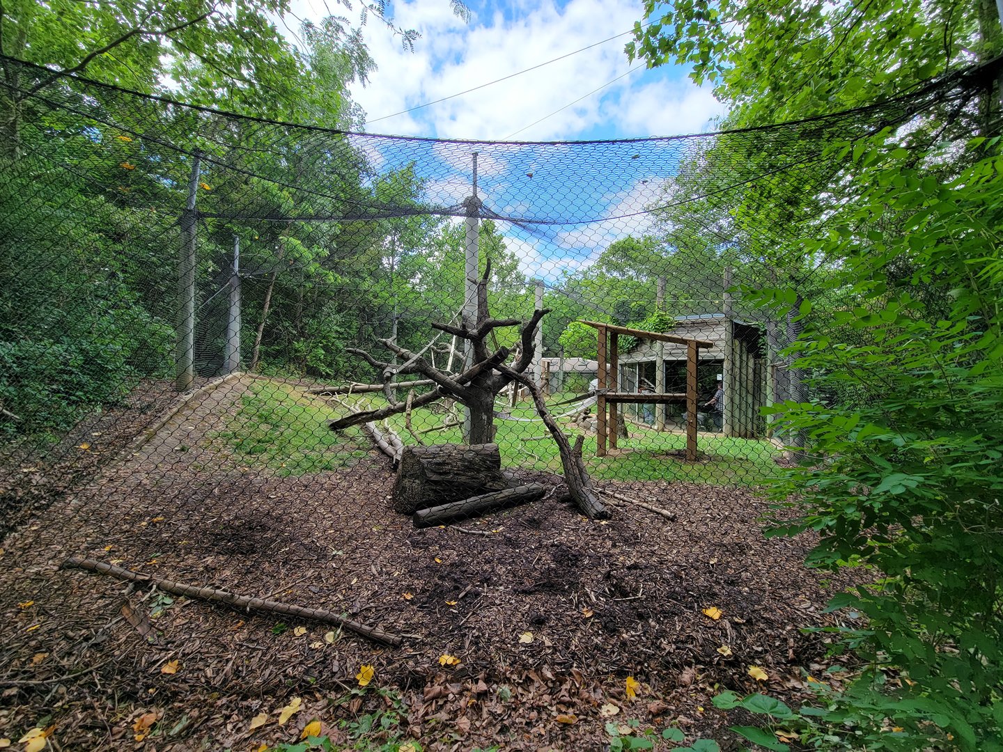 Columbus Zoo - Congo Expedition, Mandrills