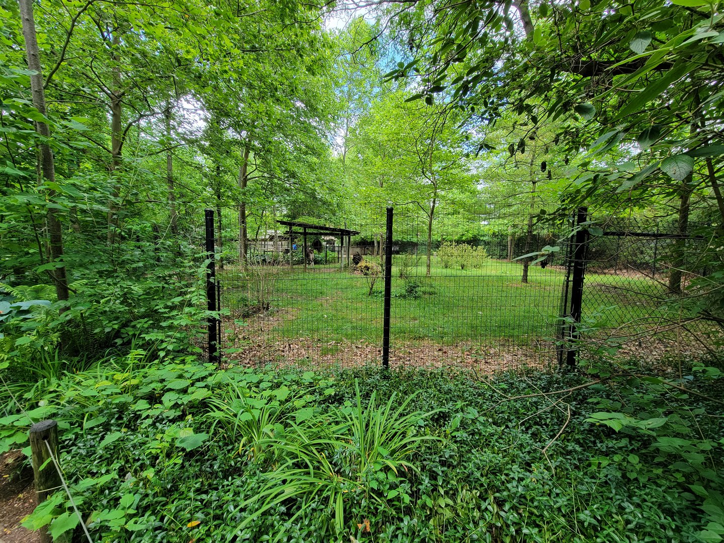 Columbus Zoo - Congo Expedition, Okapi