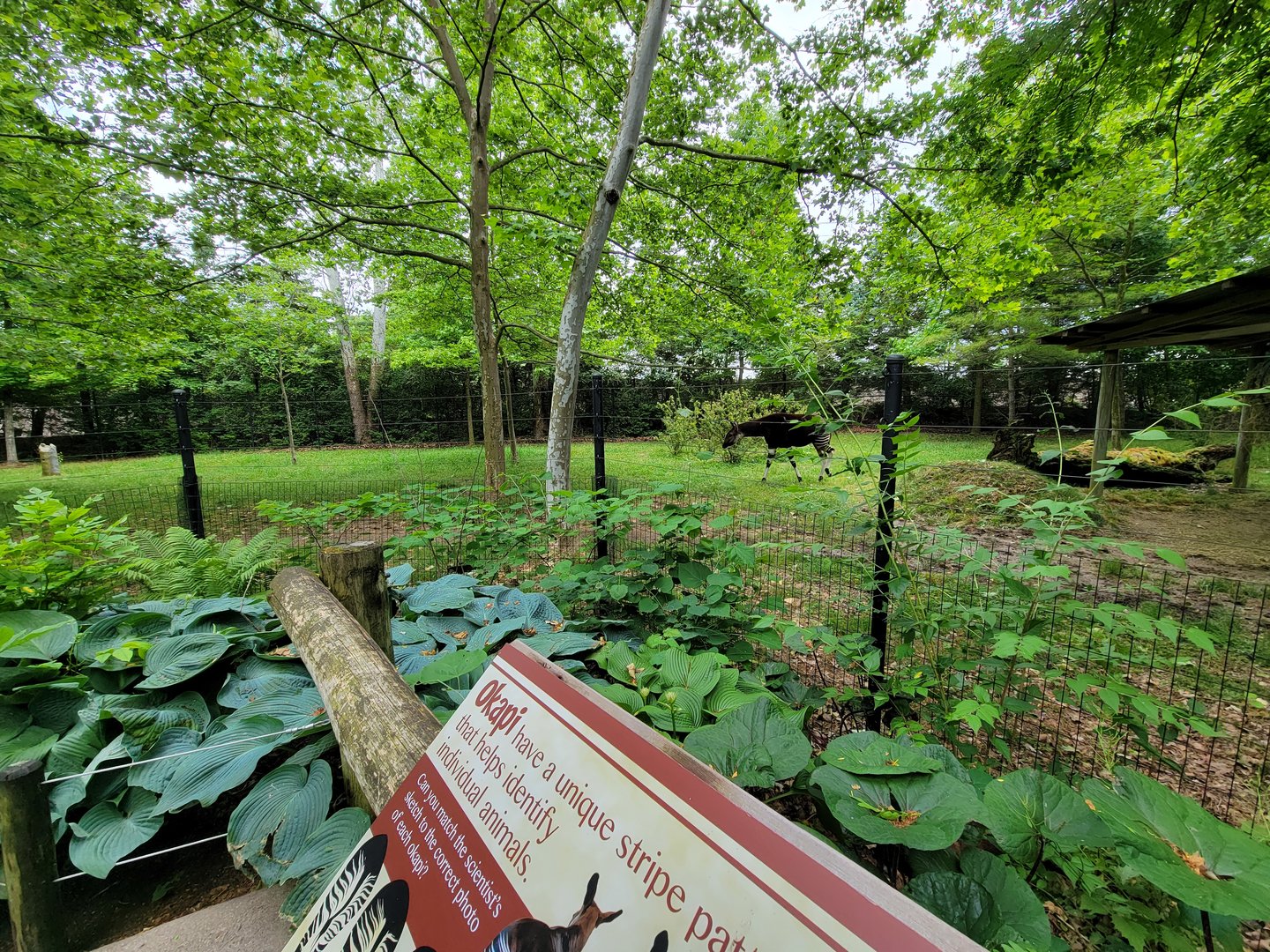 Columbus Zoo - Congo Expedition, Okapi